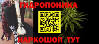 стафф Кингисепп